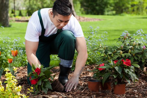 Recycling green waste from hedge trimming in an urban garden