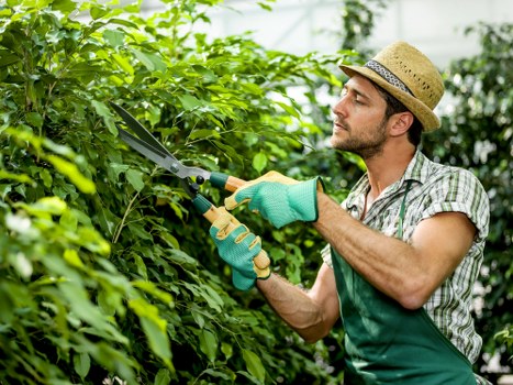 Garden maintenance crew performing pruning and tidy-up in Docklands